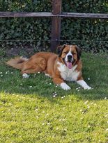 Willem