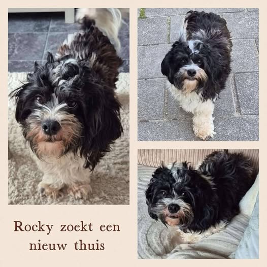 Rocky