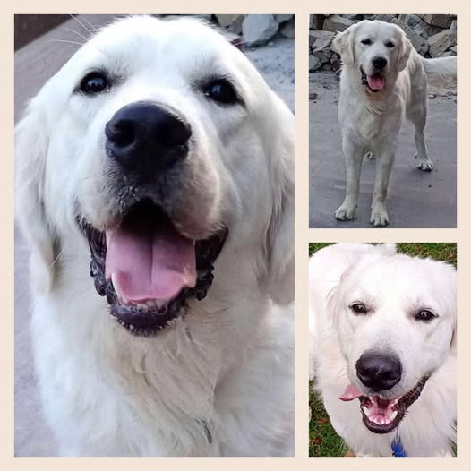 583874321_1253010526868573_1240879745978549931_n